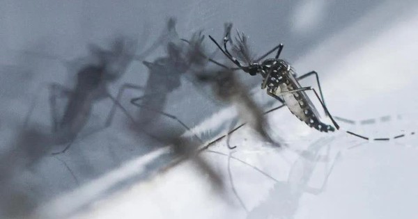 Số ca sốt do virus chikungunya tăng gấp đôi, Singapore nâng cao cảnh báo y tế