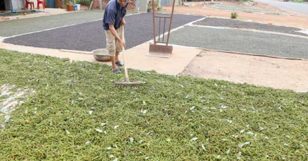 Mỹ liên tục săn lùng một 'báu vật' nông sản của Việt Nam: Nước ta xuất khẩu vượt xa cả thế giới, thu về gần nửa tỷ USD kể từ đầu năm