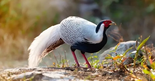 Gà lôi trắng, động vật hoang dã bán tràn lan trên mạng