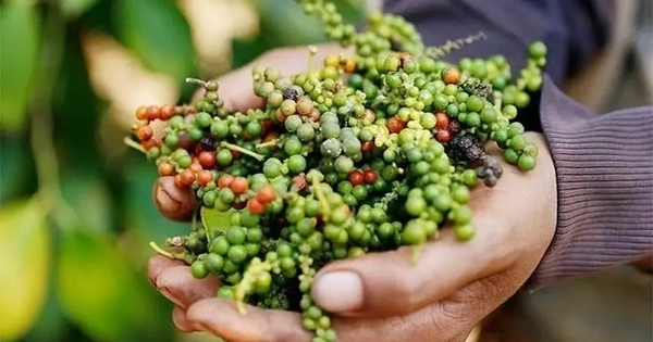 Hiệp hội Hồ tiêu và cây gia vị 'kêu cứu'