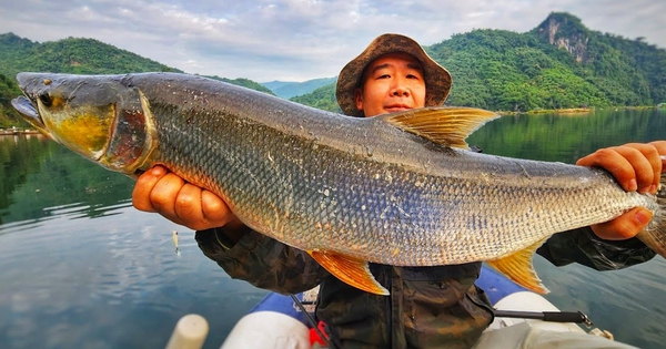 "Cọp nước" sông Đà: Hung dữ không loài cá nước ngọt nào sánh nổi; càng nặng càng đắt giá