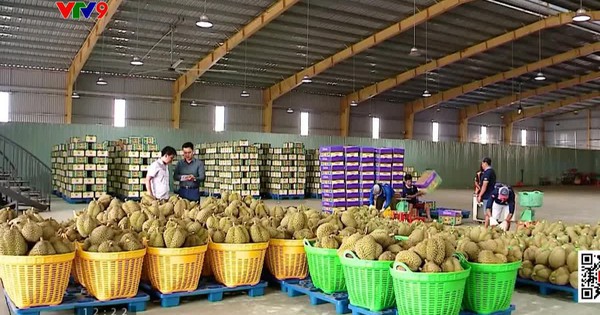 Giá sầu riêng xuất khẩu tăng trở lại