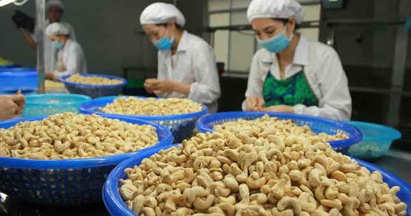 Kim ngạch xuất khẩu hạt điều tăng mạnh