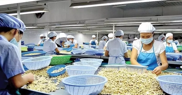 Lý do Trung Quốc rốt ráo gom mua hạt điều Việt Nam