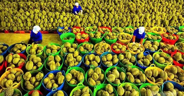 Rau quả Việt xuất sang Mỹ thu về hơn 300 triệu USD