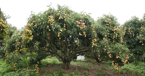 Đặc sản Việt Nam ghi nhận kỷ lục chưa từng có, vừa hết vụ đã có đối tác lớn từ Mỹ đặt hàng cho năm sau