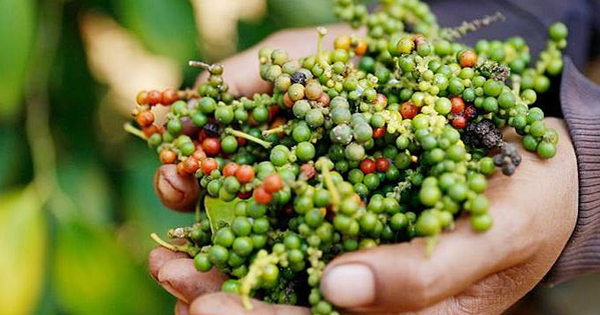 Giá tiêu 28/8: Tiêu nội địa liên tục tăng mạnh
