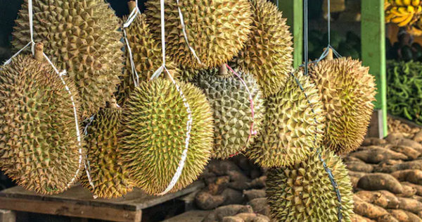 Một đối thủ sầu riêng của Việt Nam vừa bắt tay Trung Quốc thành lập liên doanh sầu riêng triệu đô: Sắp có 9 kho lạnh công suất 100.000 tấn, sở hữu đội container khủng