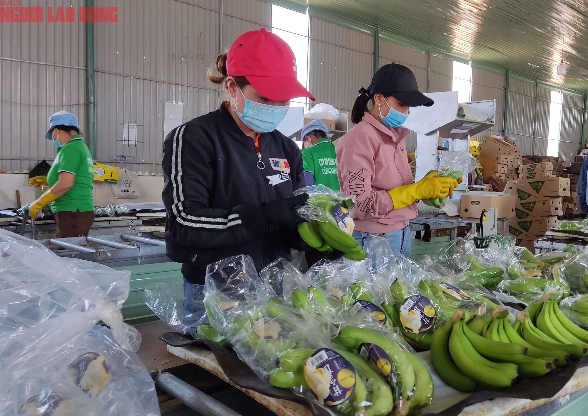 Giải mã sức nóng của chuối Việt Nam ở thị trường Trung Quốc, Nhật Bản - Ảnh 1