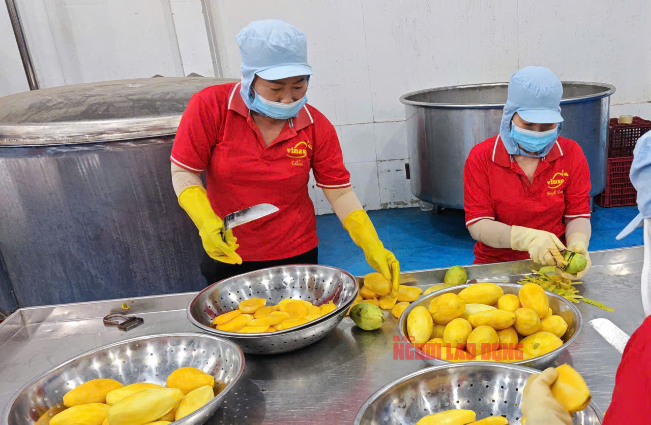 Bất ngờ về lượng xoài Trung Quốc về chợ TP HCM - Ảnh 3