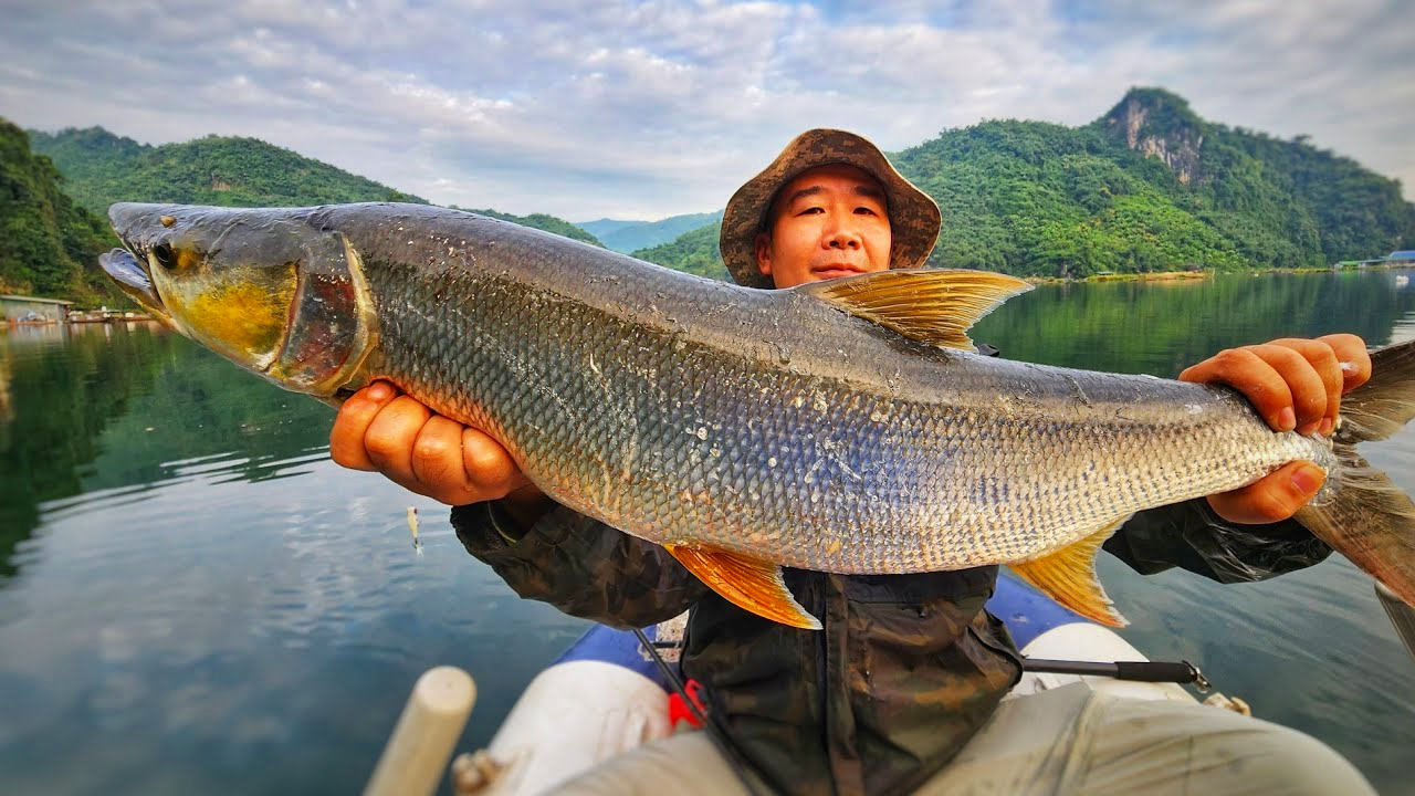 "Cọp nước" sông Đà: Hung dữ không loài cá nước ngọt nào sánh nổi; càng nặng càng đắt giá - Ảnh 1