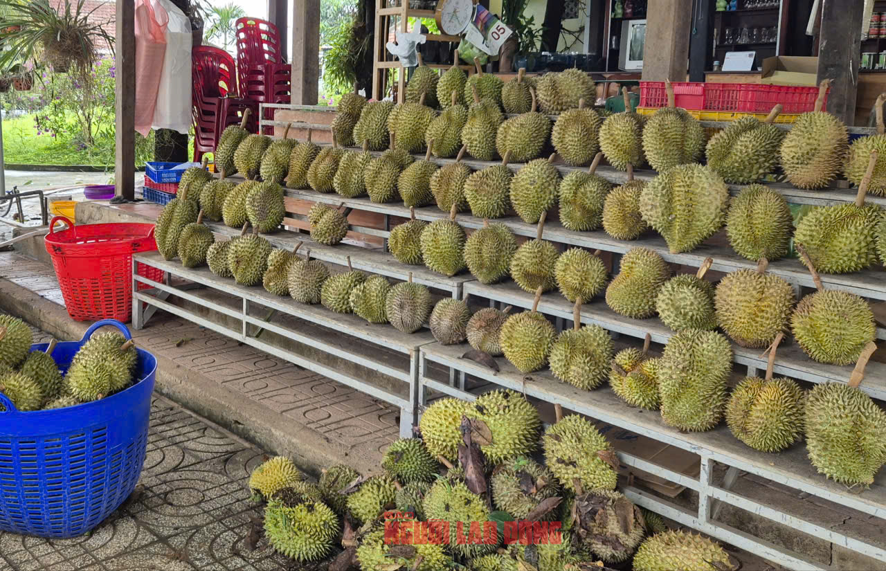Giá sầu riêng tăng nóng, vì sao nông dân vẫn than khó xuất khẩu? - Ảnh 1