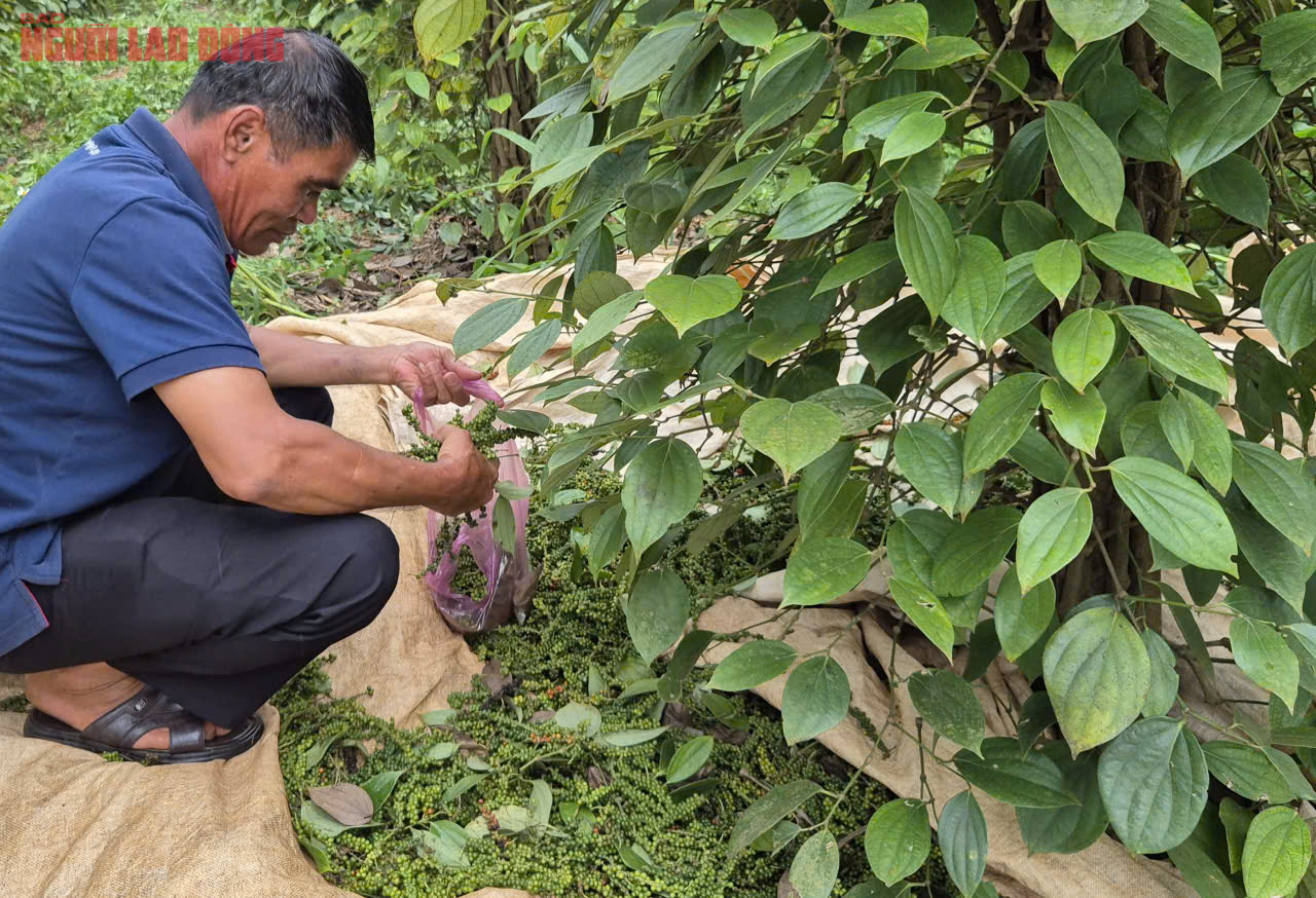 Giá tiêu hôm nay 31-8: Những yếu tố đẩy giá - Ảnh 1