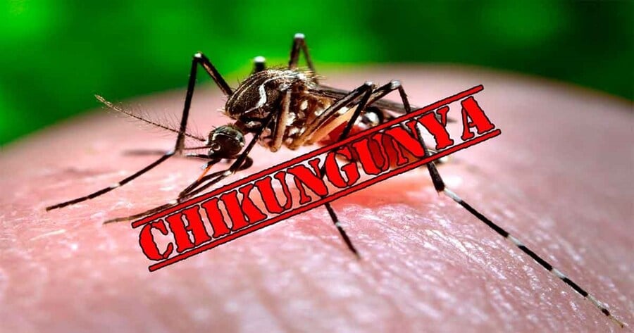 Virus Chikungunya "phá hủy nội tạng" bùng phát khiến WHO phát đi kêu gọi hành động khẩn cấp nguy hiểm thế nào? - Ảnh 2