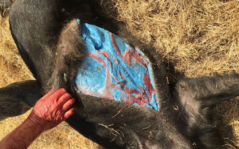 Thịt lợn rừng màu xanh dương: Câu chuyện kỳ lạ đằng sau một trong những bức ảnh khó hiểu nhất trên internet - Ảnh 1