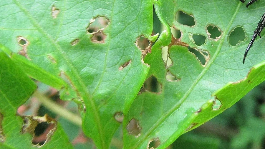 Bọ cánh cứng háu đói khiến mùa màng Mỹ mất hàng tỷ USD - Ảnh 1