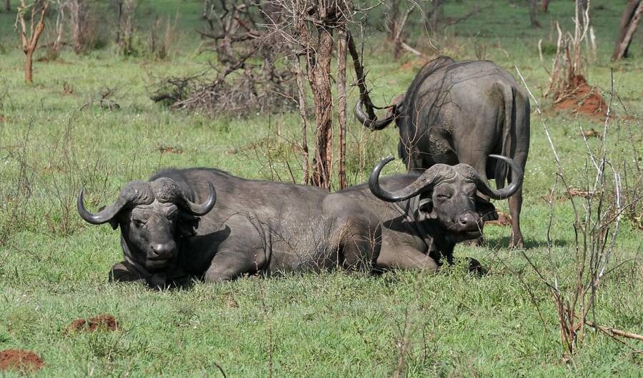 Triệu phú người Mỹ tử vong vì bị chính con trâu rừng mình đang săn húc ngã - Ảnh 4