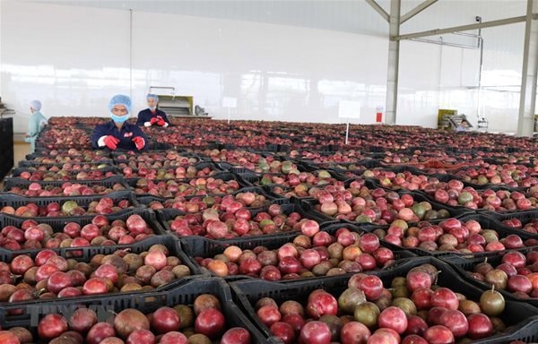 Trung Quốc ồ ạt thu mua một "sản vật" triệu USD của Việt Nam: Nước ta là nhà xuất khẩu top 10 thế giới - Ảnh 1