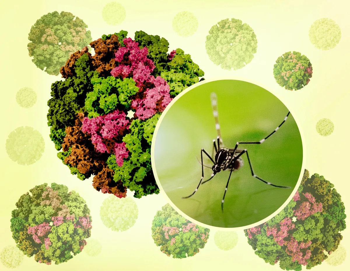Virus Chikungunya "phá hủy nội tạng" bùng phát khiến WHO phát đi kêu gọi hành động khẩn cấp nguy hiểm thế nào? - Ảnh 1