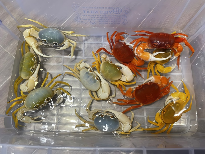 Độc lạ nuôi cua cảnh - Ảnh 8