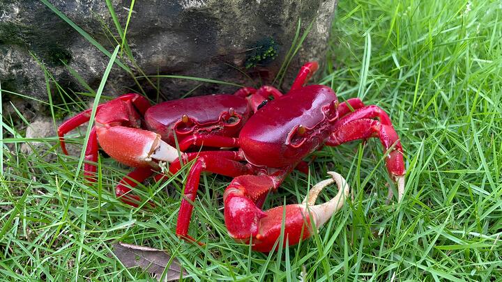 Độc lạ nuôi cua cảnh - Ảnh 3