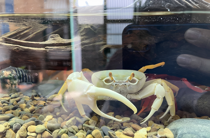 Độc lạ nuôi cua cảnh - Ảnh 4