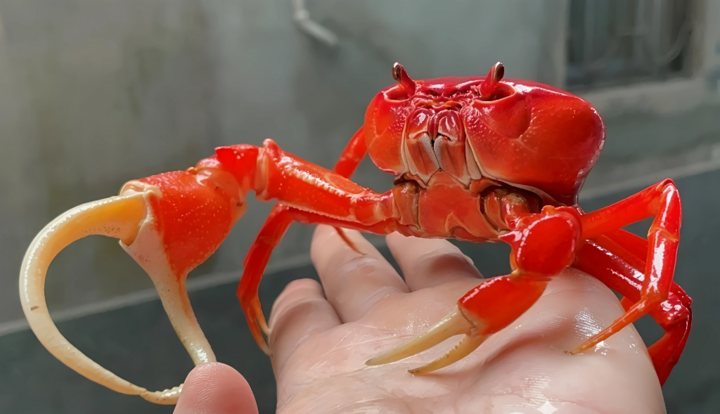 Độc lạ nuôi cua cảnh - Ảnh 7