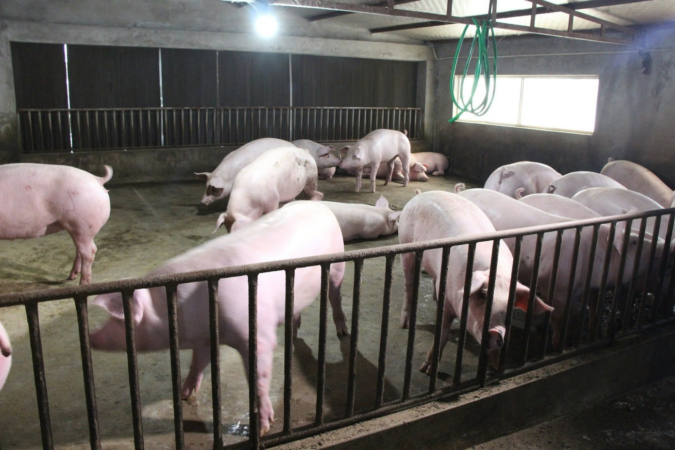 Giá thịt lợn lao dốc - Ảnh 3