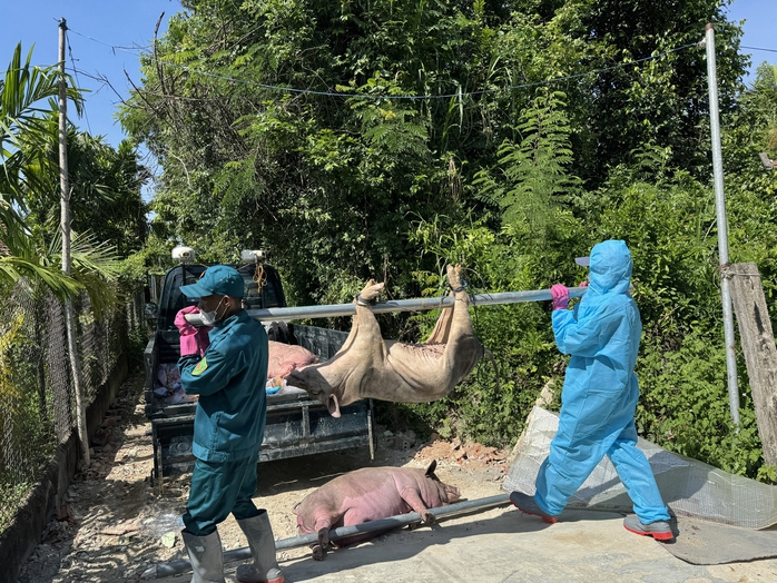 Hàng ngàn con heo chết vì mắc dịch tả heo châu Phi, vì sao vắc-xin chưa được sử dụng rộng rãi? - Ảnh 1