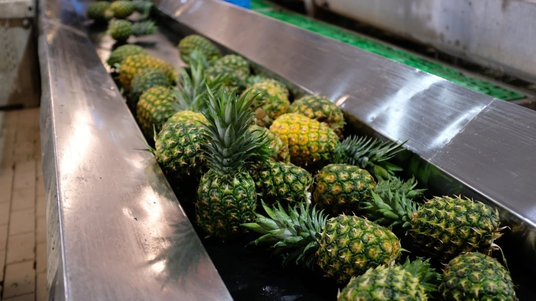 Nga, Mỹ đua nhau nhập khẩu “hoa hậu trái cây” của Việt Nam: Đây là loại quả nước ta xuất đi hơn 100 nước - Ảnh 1