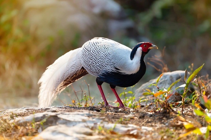 Gà lôi trắng, động vật hoang dã bán tràn lan trên mạng - Ảnh 1
