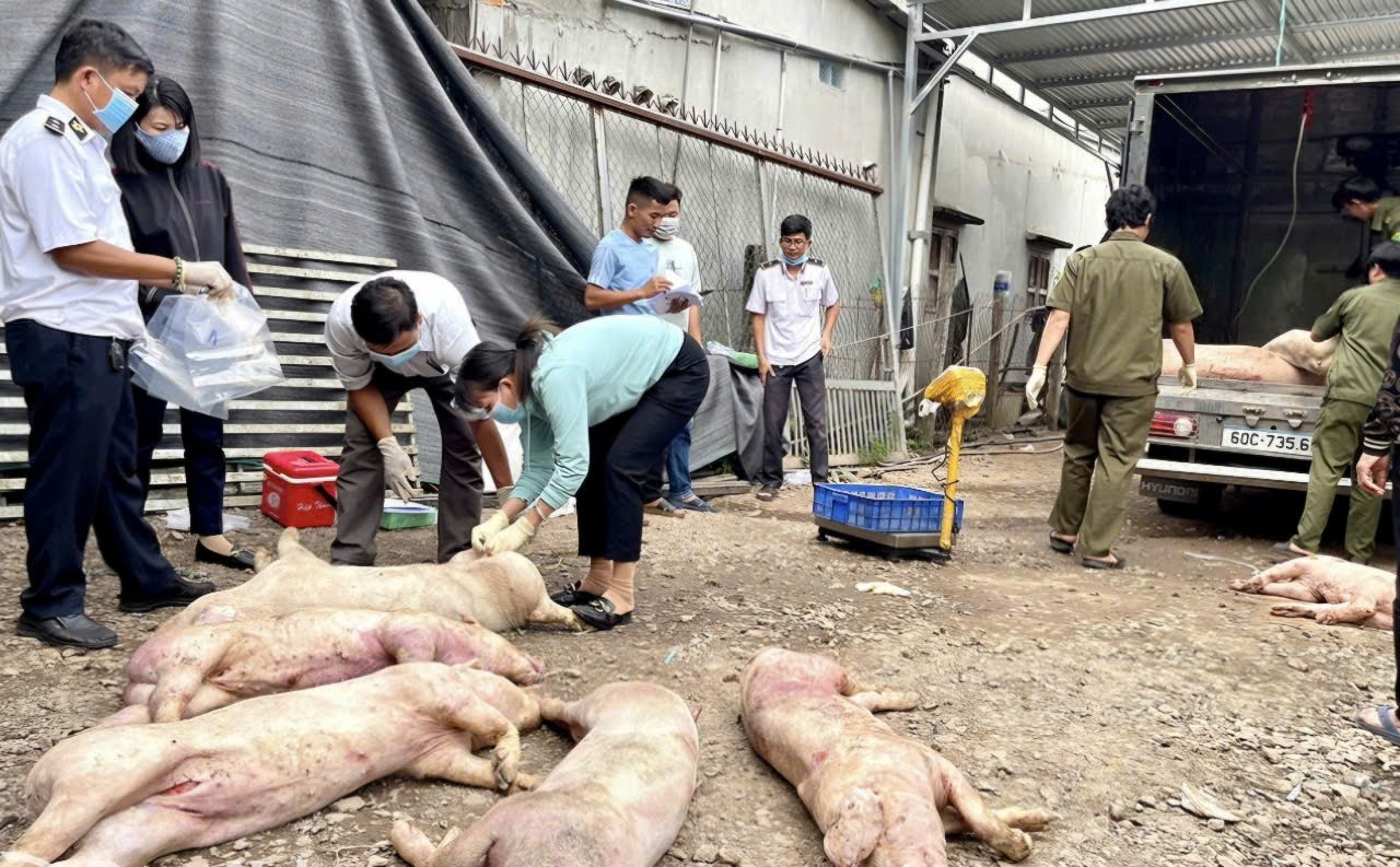 Ổ dịch tả heo châu Phi tăng 187%, Đồng Nai chỉ đạo "nóng" - Ảnh 1