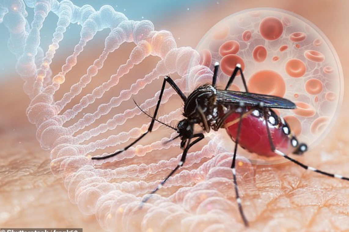 Virus Chikungunya "phá hủy nội tạng" bùng phát khiến WHO phát đi kêu gọi hành động khẩn cấp nguy hiểm thế nào? - Ảnh 4