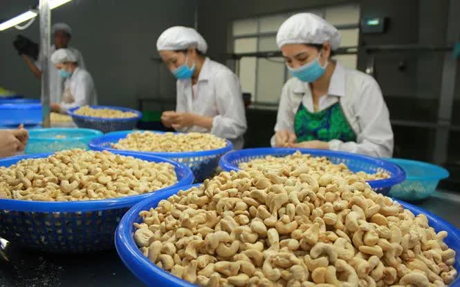 Kim ngạch xuất khẩu hạt điều tăng mạnh - Ảnh 1