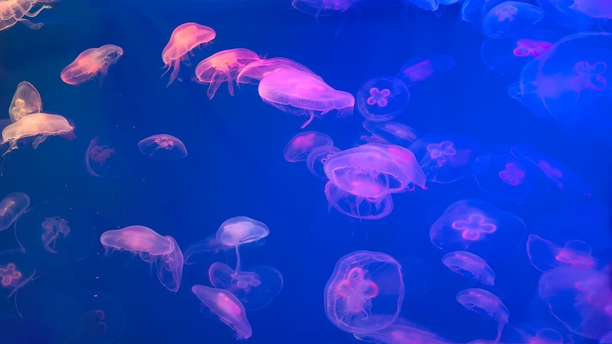 Nhà máy điện hạt nhân lớn nhất nhì đất nước dừng hoạt động vì hiện tượng không ngờ, 5 triệu hộ tại 1 quốc gia mất nguồn điện: Tín hiệu cảnh báo toàn cầu - Ảnh 1