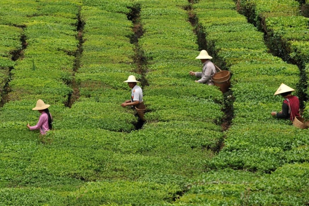 Từng sánh ngang cổ phiếu, BĐS, loại ‘tài sản’ giới siêu giàu Trung Quốc săn lùng nay bốc hơi 80% giá trị, nhà đầu cơ ‘bỏ của chạy lấy người’: Bóng bóng đã vỡ? - Ảnh 1