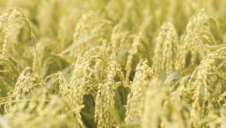 Bê bối gạo giả rúng động đất nước, đích thân Tổng thống chỉ đạo điều tra: 6 công ty gạo lớn bị nghi cầm đầu, trên 200 tấn gạo nhái bị thu giữ, người tiêu dùng chịu thiệt hơn 6 tỷ USD - Ảnh 1