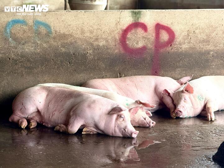 Diễn biến mới nhất vụ Công ty C.P. Việt Nam bị tố bán thịt heo bệnh - Ảnh 1