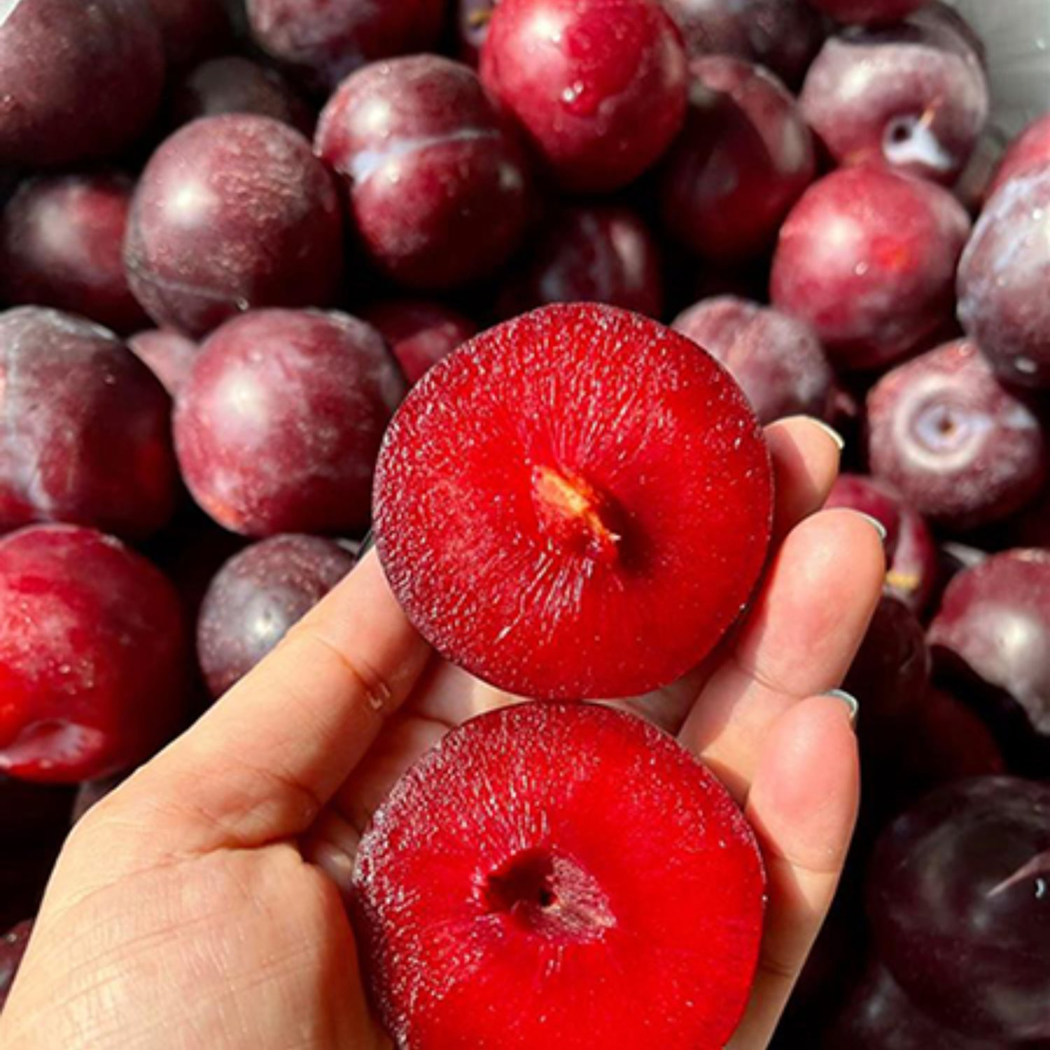 Loại quả được mệnh danh là "nữ hoàng đỏ thắm" đổ bộ vào VN, vận chuyển bằng máy bay sau 72 giờ thu hái - Ảnh 2