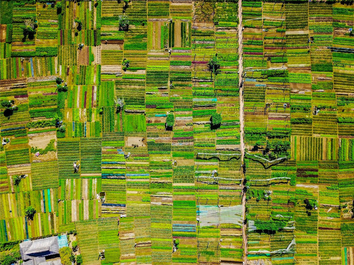 Doanh nhân Nguyễn Thị Thành Thực: Mong ước của tôi là những người Việt làm chủ ở nước ngoài trong nông nghiệp cũng nhiều như làm chủ tiệm nails! - Ảnh 5