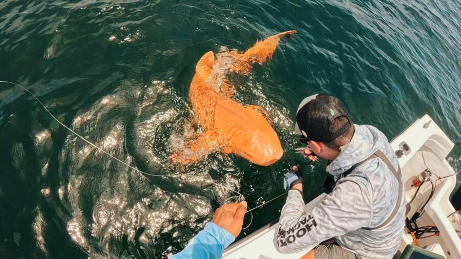 Phát hiện cá mập màu cam “có một không hai” khiến giới khoa học kinh ngạc - Ảnh 1