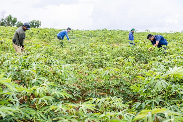 AIG tiên phong xu hướng chế biến sâu và chuỗi liên kết bền vững cho nông sản Việt - Ảnh 2