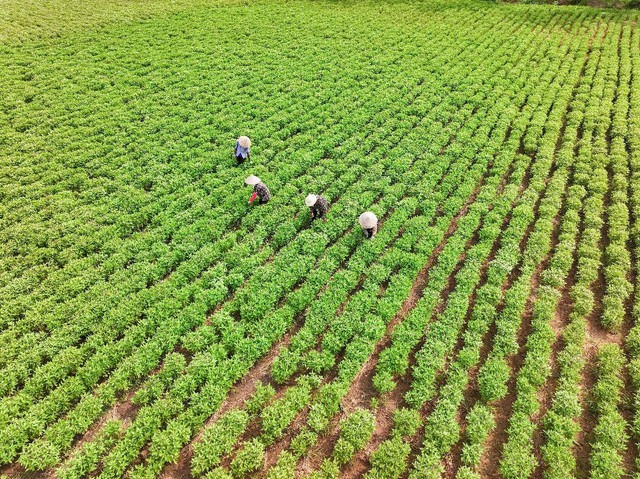 AIG trao 330 suất Học bổng Cánh Diều Á Châu trị giá hơn 1,2 tỷ đồng - Ảnh 2