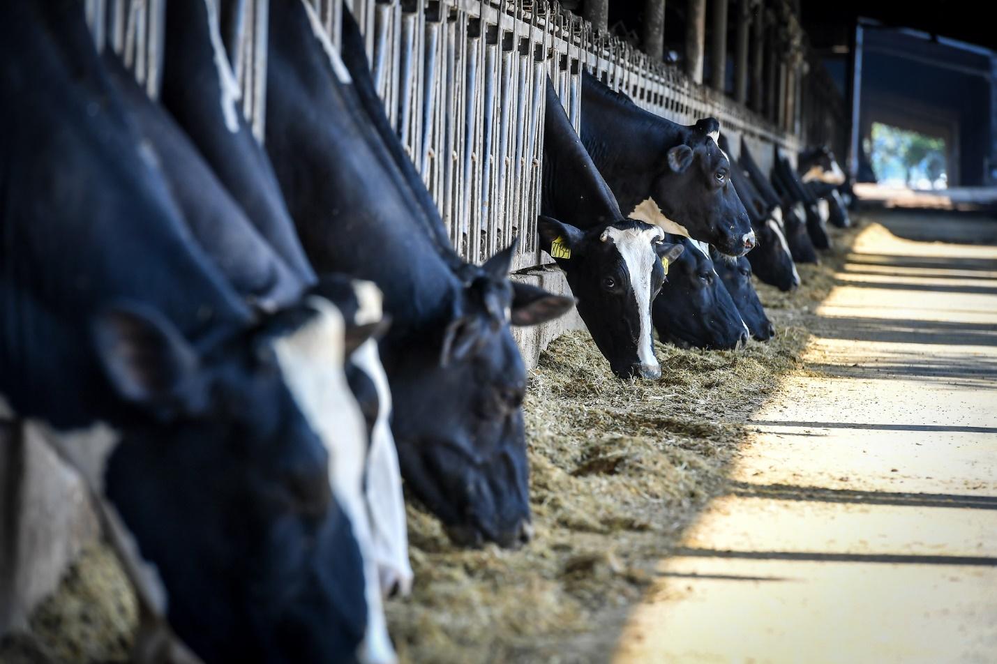 TH true MILK và khát vọng tự chủ nguồn sữa tươi nguyên liệu cho Việt Nam - Ảnh 3