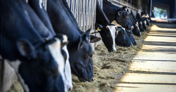 TH true MILK và khát vọng tự chủ nguồn sữa tươi nguyên liệu cho Việt Nam
