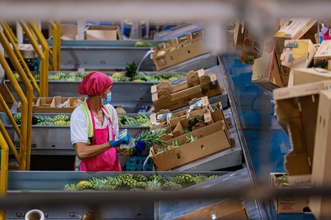 Nga, Mỹ đua nhau nhập khẩu “hoa hậu trái cây” của Việt Nam: Đây là loại quả nước ta xuất đi hơn 100 nước - Ảnh 2