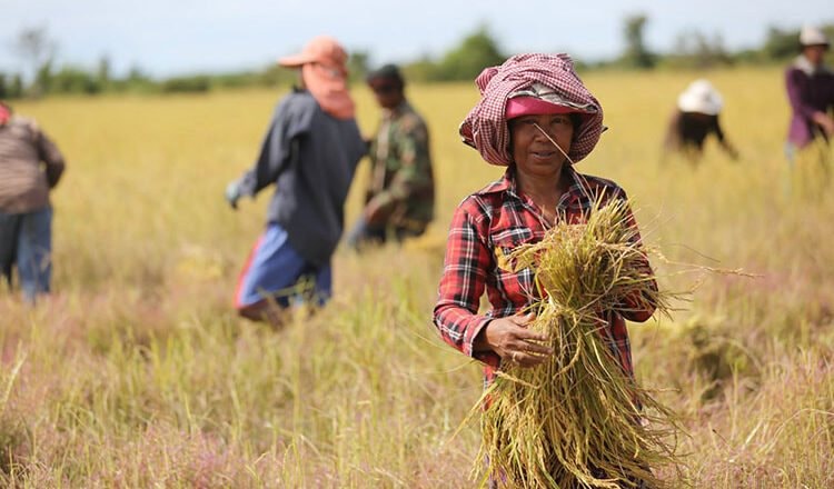 Giá ‘hạt vàng’ rớt thê thảm, chưa nổi 4.000 đồng/kg, còn rẻ hơn cả 1 viên kẹo, nông dân Campuchia sốc nặng: Thủ tướng đích thân vào cuộc - Ảnh 1