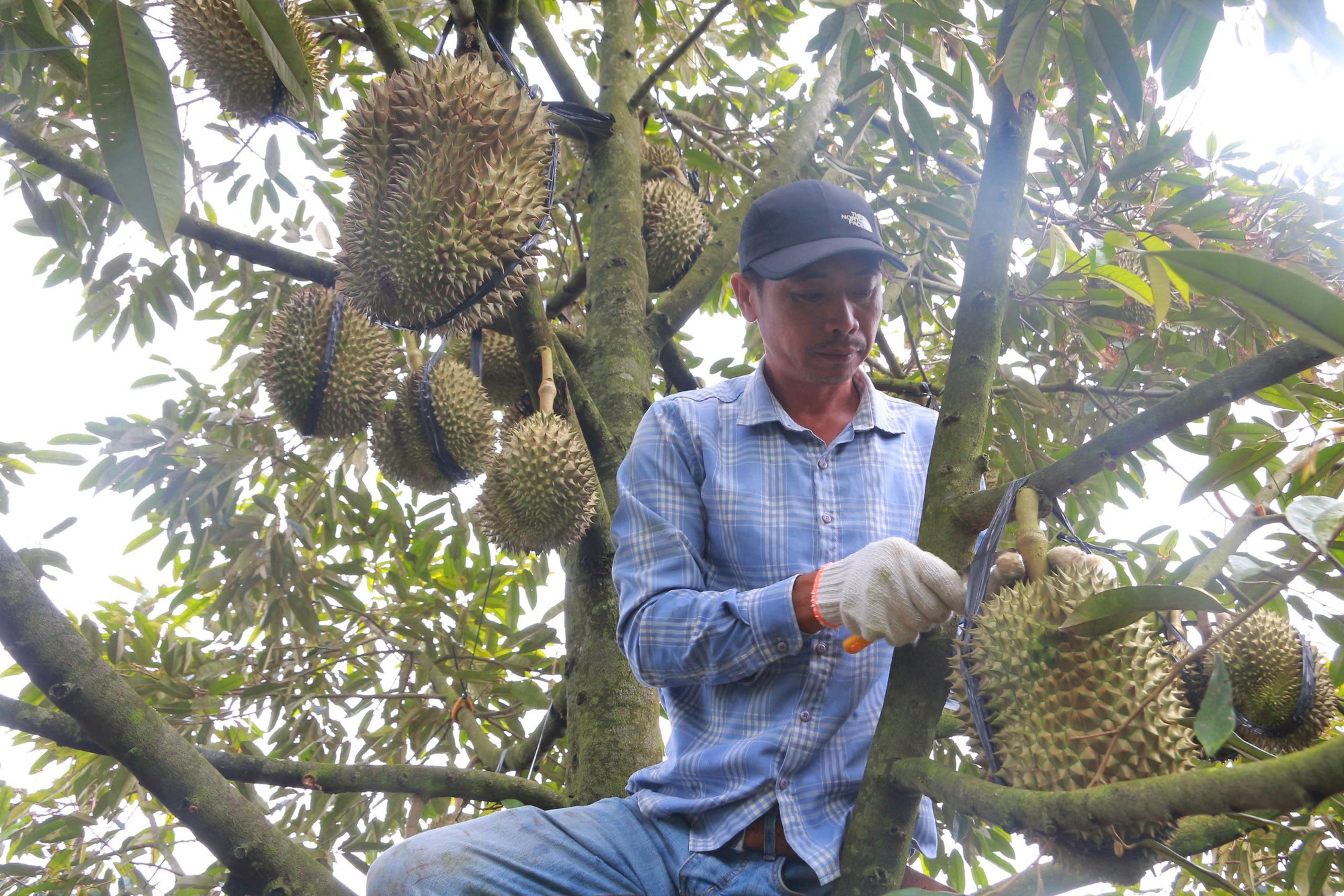 Phập phồng mùa thu hoạch sầu riêng - Ảnh 1