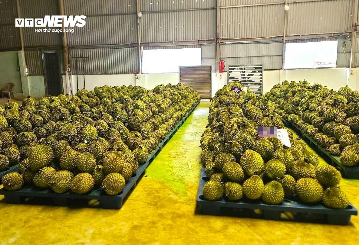 Sầu riêng sượng nước, nông dân Đắk Lắk bất lực nhìn giá rớt thảm - Ảnh 14