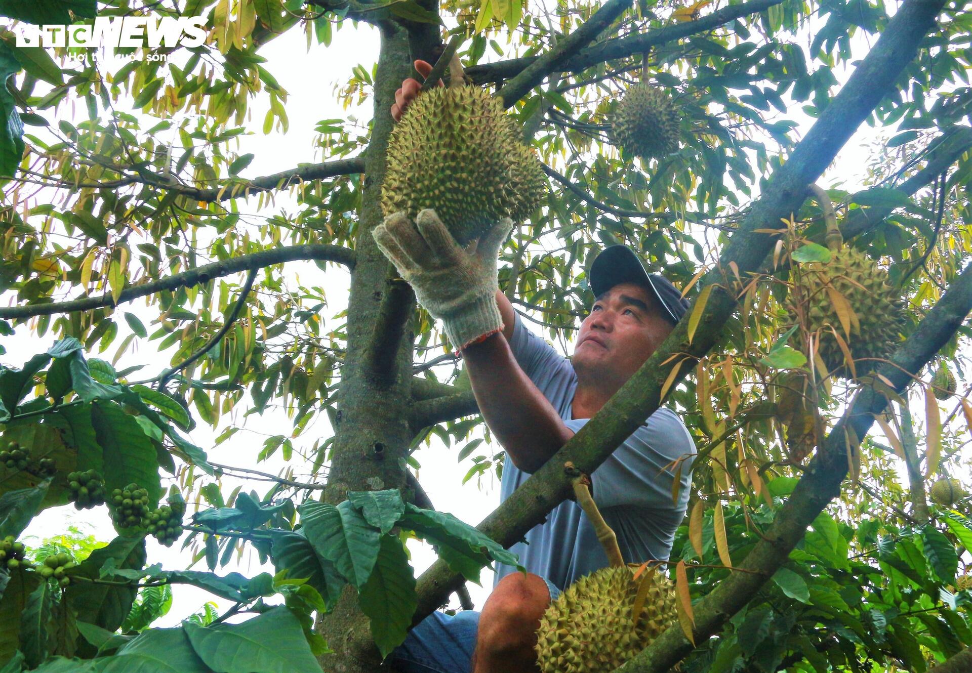 Sầu riêng sượng nước, nông dân Đắk Lắk bất lực nhìn giá rớt thảm - Ảnh 11